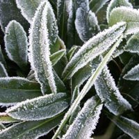 Le givre dans mon jardin :