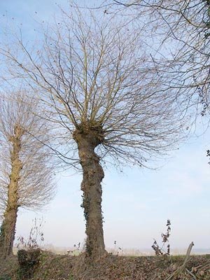 L'histoire de la trogne