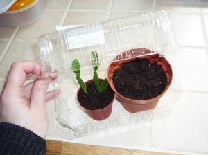 Comment bouturer le cactus de Noël 