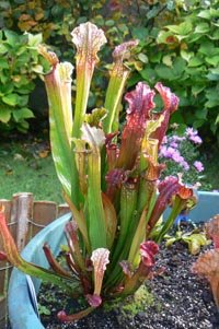 Tourbière en pot