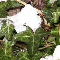 La neige dans mon jardin