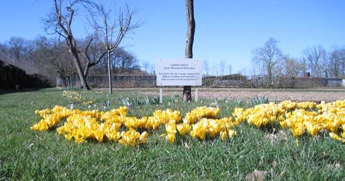 Allées de crocus