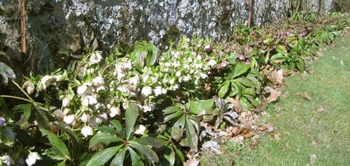 Massif d'hellebores