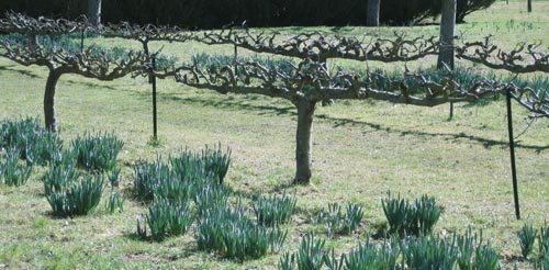 Arbres fruitiers dénudés