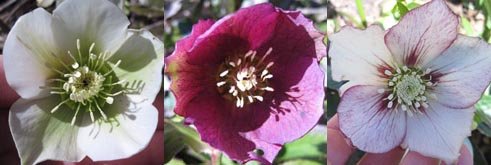 Portraits d'hellebores