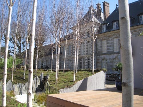 Une forêt de bouleaux dans la cour