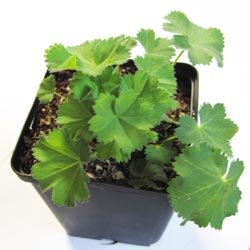 Alchemilla mollis