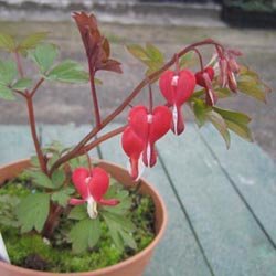 Grand prix Saint-Jean de Beauregard : Dicentra spectabilis ‘Valentine’