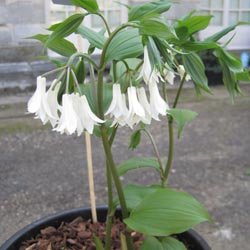 Trophée dans la catégorie plantes vivaces : Disporum species