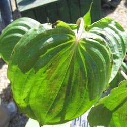 Trophée dans la catégorie annuelles et bisannuelles : Streptolirion volubile