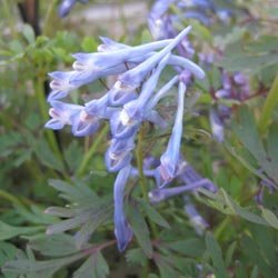 Prix de la S.N.H.F : Corydalis cashmeriana