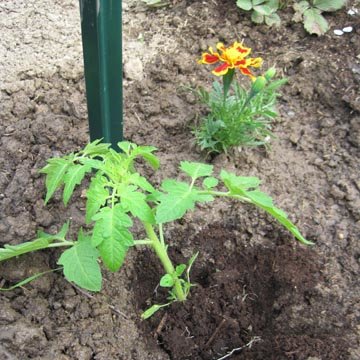 Mise en place du pied de tomate