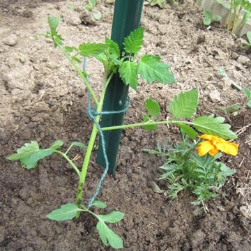 Tuteurage du pied de tomate