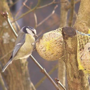 Boules de graisses :