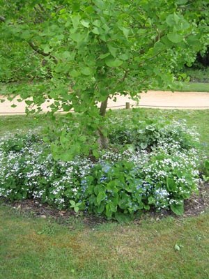 Coin sauvage sous un arbre