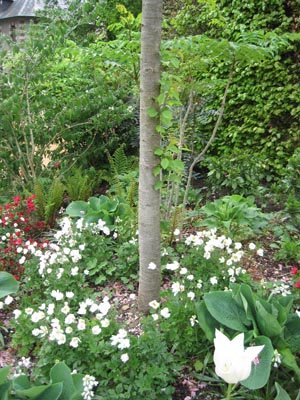 Massif blanc et vert sous un arbre