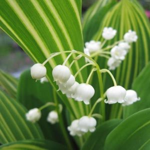 Muguet au feuillage panaché - mon troisième coup de coeur