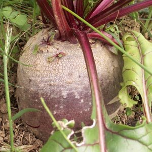 Qu'est-ce qu'un légume-racine ?