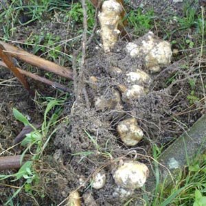 Qu'est-ce qu'un légume tubercule ?