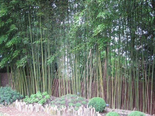 Comment planter des bambous dans son jardin  Bambous jardin, Brise vue  bambou, Idées jardin