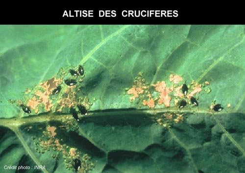 Parasites des choux