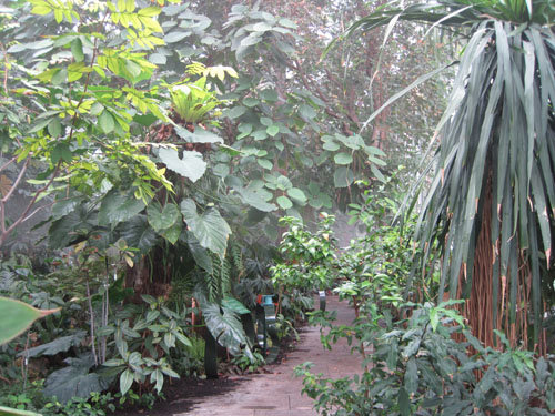 Serre des forêts tropicales humides
