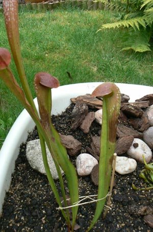 Sarracenia Minor