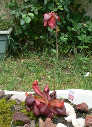 Sarracenia x Courtii