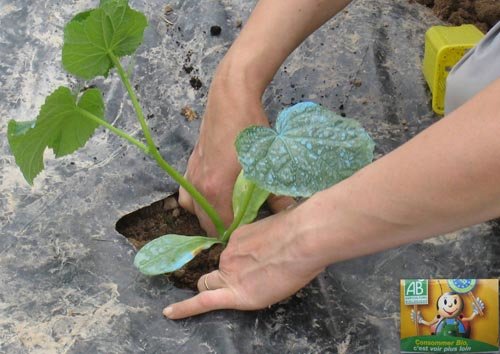 Planter le melon