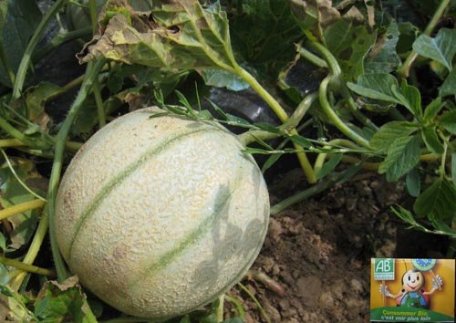 Récolter les melons