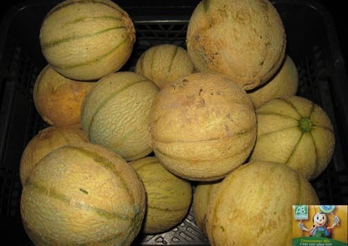 Déguster les melons