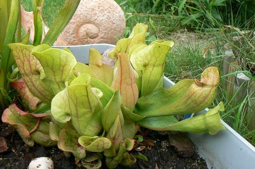 Sarracenia  Purpurea  Venosa