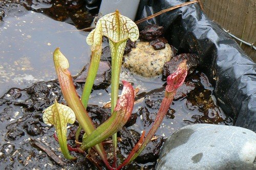 Sarracenia x Umlauftiana