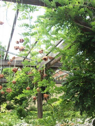 La pergola aux Glycines