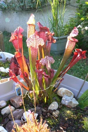 Sarracenia 'Juthatip Soper'