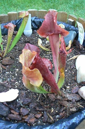 Sarracenia x 'Paradisia Red Form’