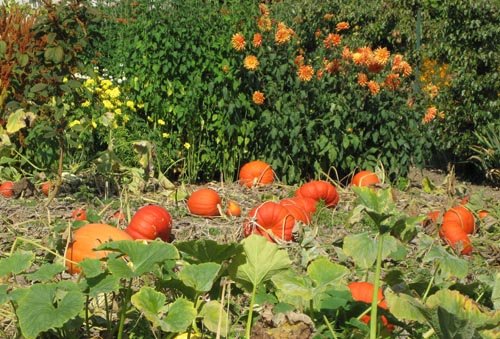 La magie des courges