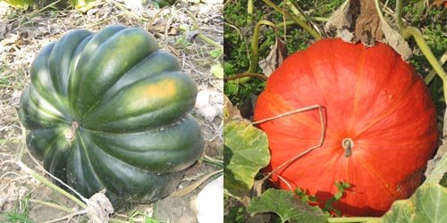 Courges colorées