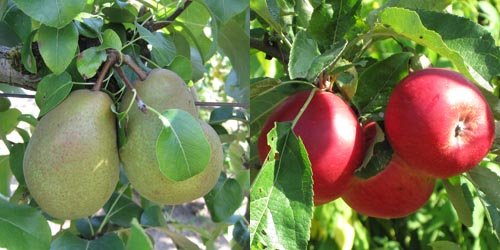 Les fruits à pépins