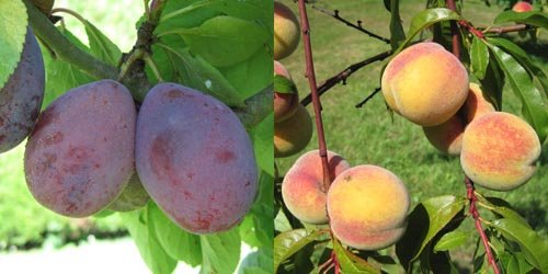 Les fruits à noyaux