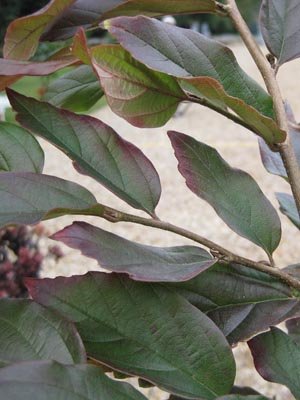 Trophée dans la catégorie arbres et arbustes : Sycoparrotia 'Purple Haze'