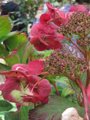 Coup de cœur du jury : Hortensia serrata 'Santiago'