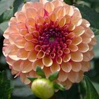 Dahlia pompon