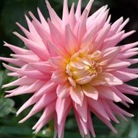 Dahlia cactus