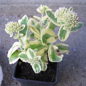 Sedum telephium 'Lajos'