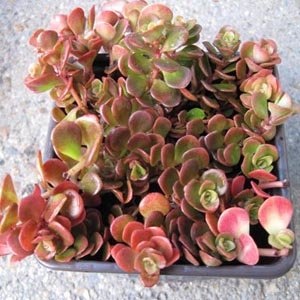 Sedum tetractinum 'Coral Reef'