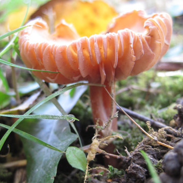 Champignon strié orange