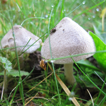 Champignon chapeau chinois