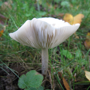 Champignon blanc