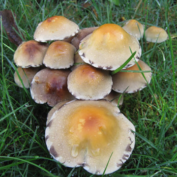 Touffe de champignons orange